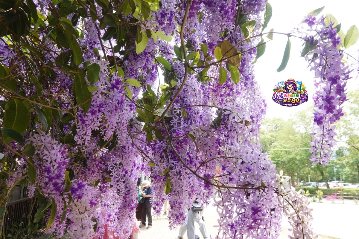 桃園免費賞花景點/季節限定【大溪錫葉藤花瀑】貓打番幸福多肉花園/北橫遊客中心/永興宮旁美麗夢幻漸層許願藤(紫花瀑布)搭公車即可抵達(遊記內有汽、機車停車場資訊)