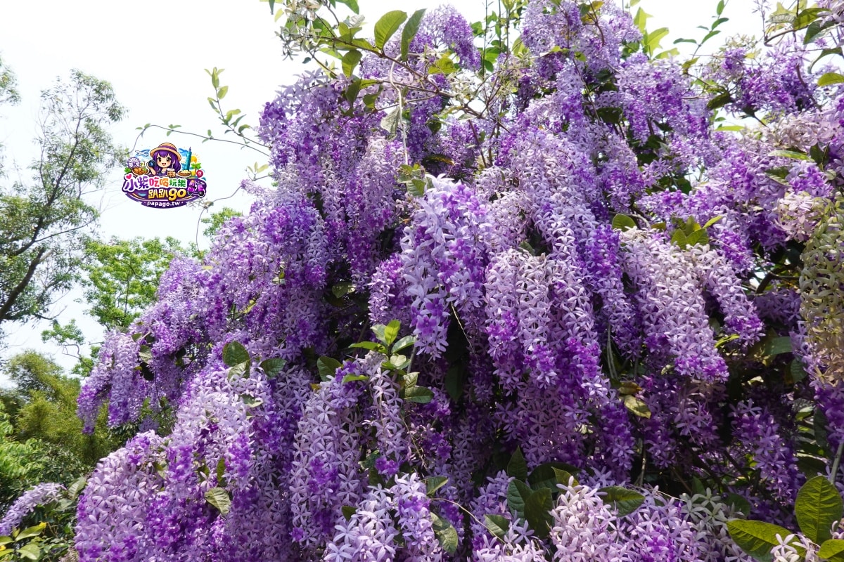 桃園免費賞花景點/季節限定【大溪錫葉藤花瀑】貓打番幸福多肉花園/北橫遊客中心/永興宮旁美麗夢幻漸層許願藤(紫花瀑布)搭公車即可抵達(遊記內有汽、機車停車場資訊)