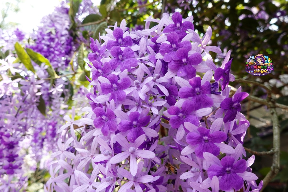 桃園免費賞花景點/季節限定【大溪錫葉藤花瀑】貓打番幸福多肉花園/北橫遊客中心/永興宮旁美麗夢幻漸層許願藤(紫花瀑布)搭公車即可抵達(遊記內有汽、機車停車場資訊)
