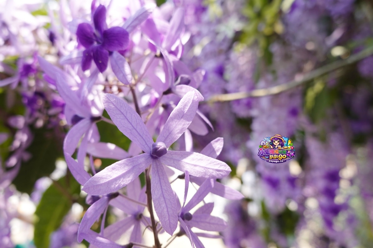 桃園免費賞花景點/季節限定【大溪錫葉藤花瀑】貓打番幸福多肉花園/北橫遊客中心/永興宮旁美麗夢幻漸層許願藤(紫花瀑布)搭公車即可抵達(遊記內有汽、機車停車場資訊)