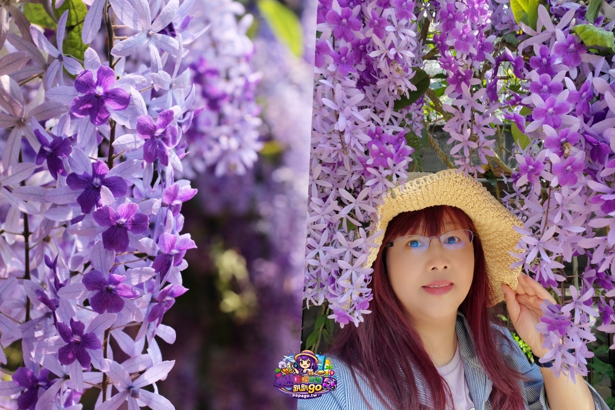 桃園免費賞花景點/季節限定【大溪錫葉藤花瀑】貓打番幸福多肉花園/北橫遊客中心/永興宮旁美麗夢幻漸層許願藤(紫花瀑布)搭公車即可抵達(遊記內有汽、機車停車場資訊)