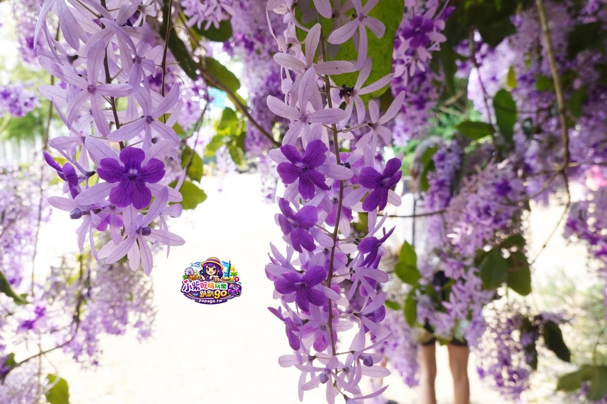 桃園免費賞花景點/季節限定【大溪錫葉藤花瀑】貓打番幸福多肉花園/北橫遊客中心/永興宮旁美麗夢幻漸層許願藤(紫花瀑布)搭公車即可抵達(遊記內有汽、機車停車場資訊)