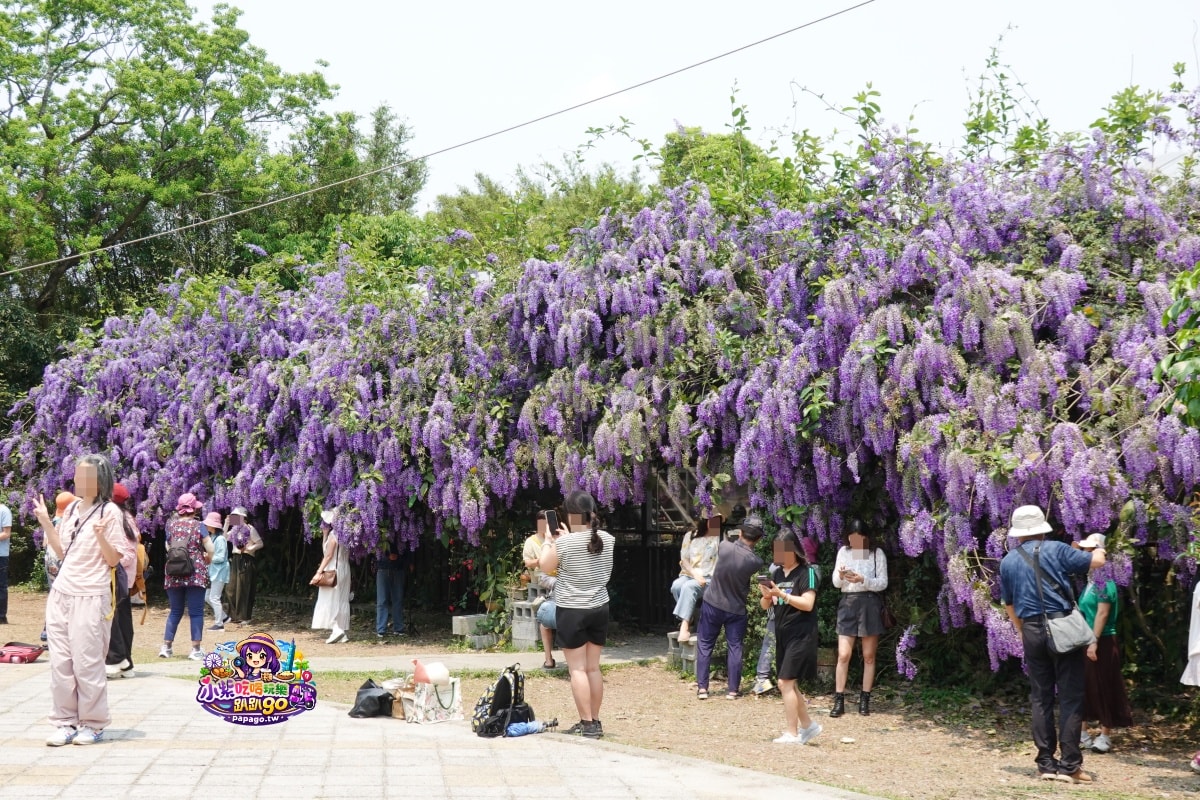 桃園免費賞花景點/季節限定【大溪錫葉藤花瀑】貓打番幸福多肉花園/北橫遊客中心/永興宮旁美麗夢幻漸層許願藤(紫花瀑布)搭公車即可抵達(遊記內有汽、機車停車場資訊)