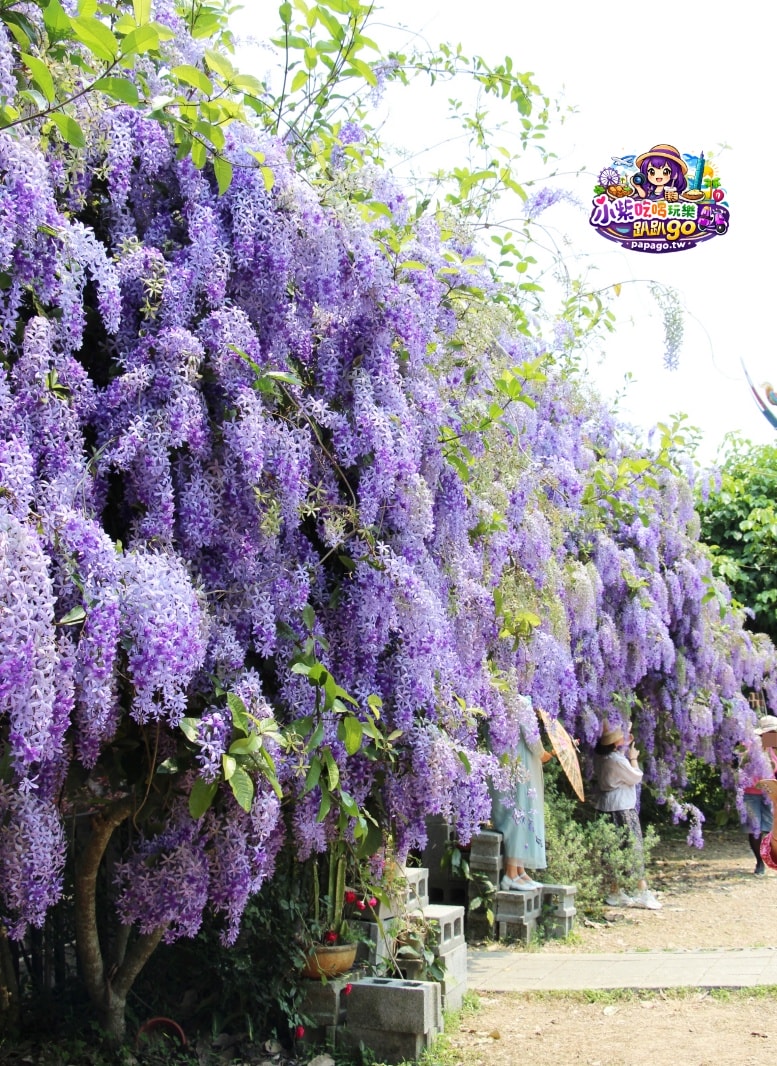 桃園免費賞花景點/季節限定【大溪錫葉藤花瀑】貓打番幸福多肉花園/北橫遊客中心/永興宮旁美麗夢幻漸層許願藤(紫花瀑布)搭公車即可抵達(遊記內有汽、機車停車場資訊)