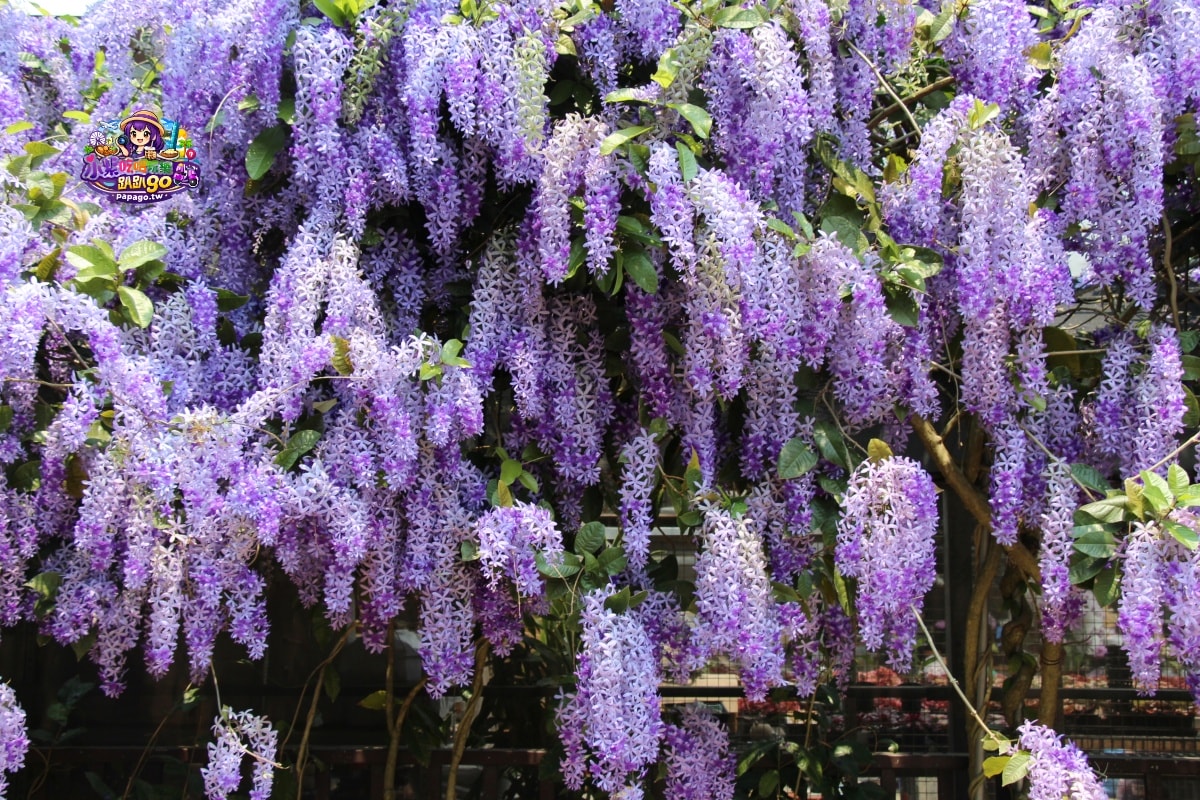 桃園免費賞花景點/季節限定【大溪錫葉藤花瀑】貓打番幸福多肉花園/北橫遊客中心/永興宮旁美麗夢幻漸層許願藤(紫花瀑布)搭公車即可抵達(遊記內有汽、機車停車場資訊)