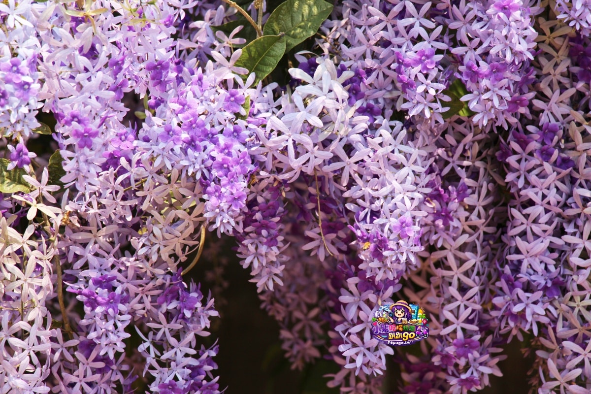 桃園免費賞花景點/季節限定【大溪錫葉藤花瀑】貓打番幸福多肉花園/北橫遊客中心/永興宮旁美麗夢幻漸層許願藤(紫花瀑布)搭公車即可抵達(遊記內有汽、機車停車場資訊)
