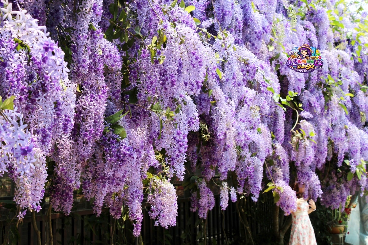 北橫繡球花季免費景點/台灣最美石頭教堂【基國派老教堂】花季限時開放若錯過就須等下次開放時才能賞拍(台灣百大歷史建築古蹟)石砌教堂之美!