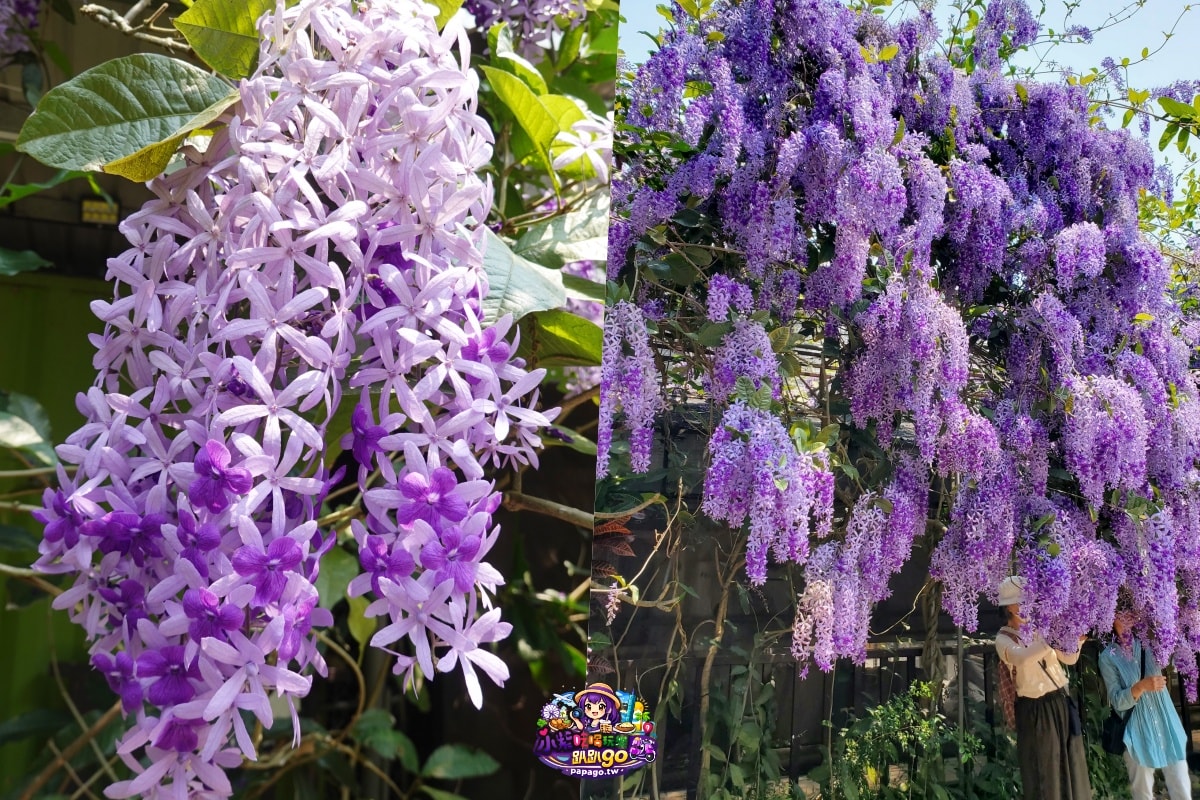 桃園免費賞花景點/季節限定【大溪錫葉藤花瀑】貓打番幸福多肉花園/北橫遊客中心/永興宮旁美麗夢幻漸層許願藤(紫花瀑布)搭公車即可抵達(遊記內有汽、機車停車場資訊)
