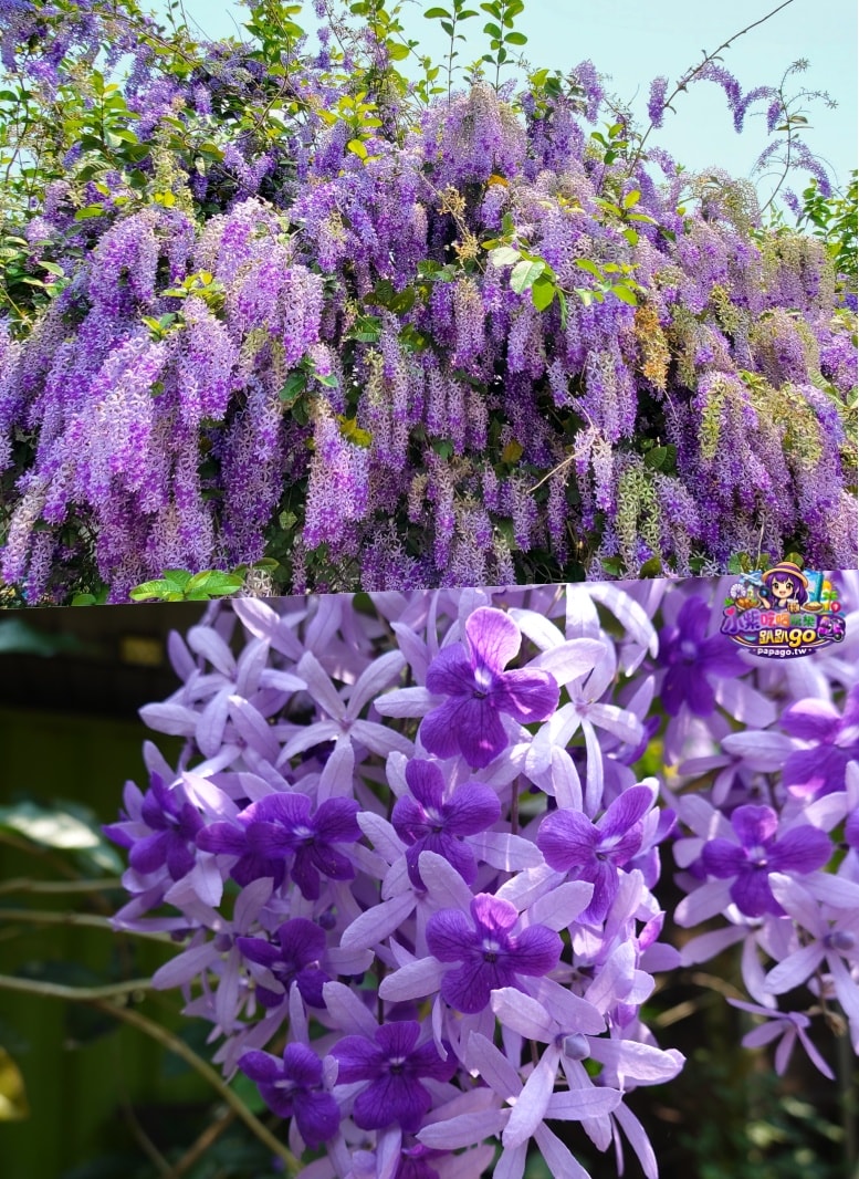 桃園免費賞花景點/季節限定【大溪錫葉藤花瀑】貓打番幸福多肉花園/北橫遊客中心/永興宮旁美麗夢幻漸層許願藤(紫花瀑布)搭公車即可抵達(遊記內有汽、機車停車場資訊)