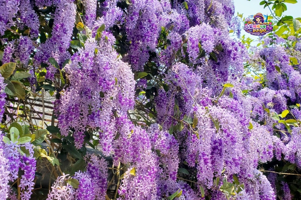 桃園免費賞花景點/季節限定【大溪錫葉藤花瀑】貓打番幸福多肉花園/北橫遊客中心/永興宮旁美麗夢幻漸層許願藤(紫花瀑布)搭公車即可抵達(遊記內有汽、機車停車場資訊)