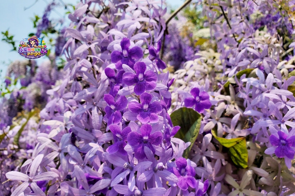 桃園免費賞花景點/季節限定【大溪錫葉藤花瀑】貓打番幸福多肉花園/北橫遊客中心/永興宮旁美麗夢幻漸層許願藤(紫花瀑布)搭公車即可抵達(遊記內有汽、機車停車場資訊)
