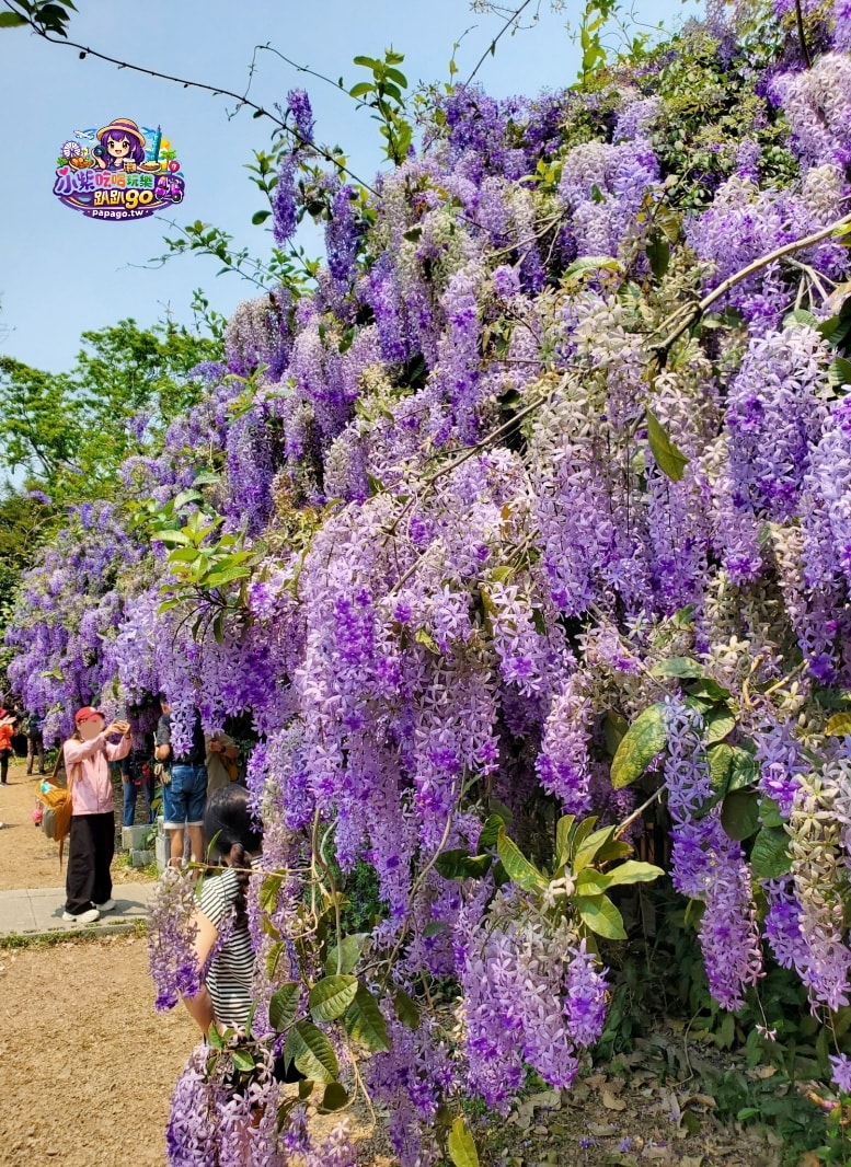桃園免費賞花景點/季節限定【大溪錫葉藤花瀑】貓打番幸福多肉花園/北橫遊客中心/永興宮旁美麗夢幻漸層許願藤(紫花瀑布)搭公車即可抵達(遊記內有汽、機車停車場資訊)