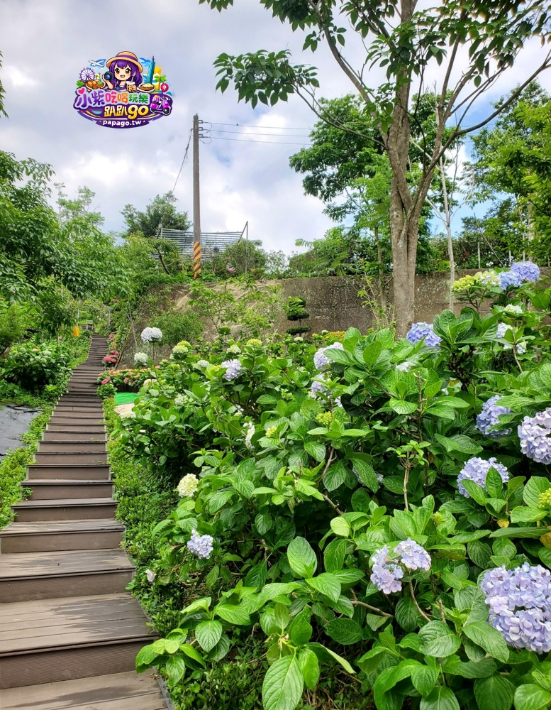 桃園免費賞繡球花景點/花現台七繡球金針農遊趣【枕頭山5號農園】馬告茶葉蛋/繡球花奶酪/手作巴斯克乳酪蛋糕(竹筍季還可預約採筍樂)附設免費停車場