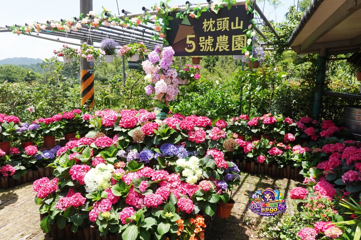 桃園免費賞繡球花景點/花現台七繡球金針農遊趣【枕頭山5號農園】馬告茶葉蛋/繡球花奶酪/手作巴斯克乳酪蛋糕(竹筍季還可預約採筍樂)附設免費停車場
