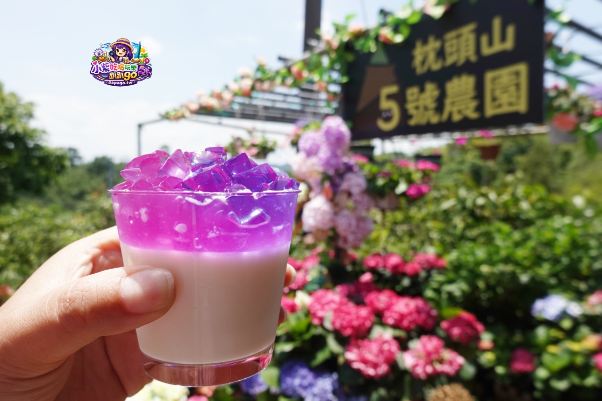 桃園免費賞繡球花景點/花現台七繡球金針農遊趣【枕頭山5號農園】馬告茶葉蛋/繡球花奶酪/手作巴斯克乳酪蛋糕(竹筍季還可預約採筍樂)附設免費停車場