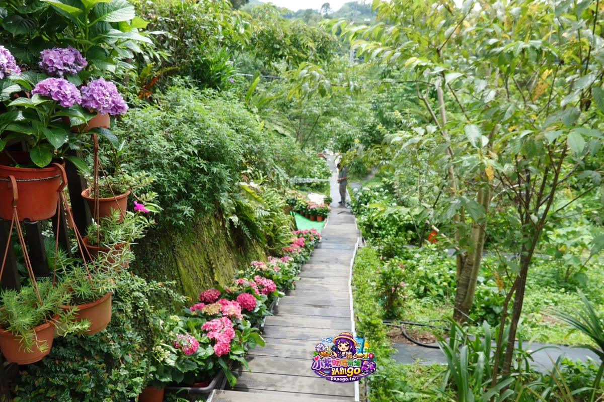 桃園免費賞繡球花景點/花現台七繡球金針農遊趣【枕頭山5號農園】馬告茶葉蛋/繡球花奶酪/手作巴斯克乳酪蛋糕(竹筍季還可預約採筍樂)附設免費停車場