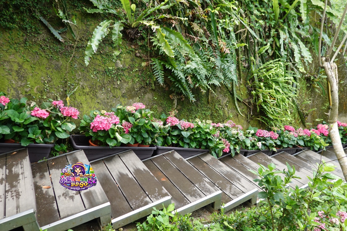 桃園免費賞繡球花景點/花現台七繡球金針農遊趣【枕頭山5號農園】馬告茶葉蛋/繡球花奶酪/手作巴斯克乳酪蛋糕(竹筍季還可預約採筍樂)附設免費停車場