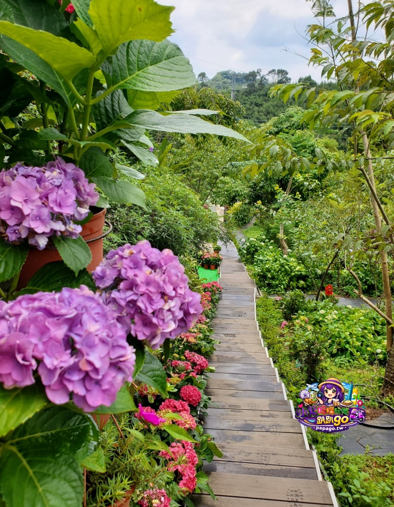 桃園免費賞繡球花景點/花現台七繡球金針農遊趣【枕頭山5號農園】馬告茶葉蛋/繡球花奶酪/手作巴斯克乳酪蛋糕(竹筍季還可預約採筍樂)附設免費停車場