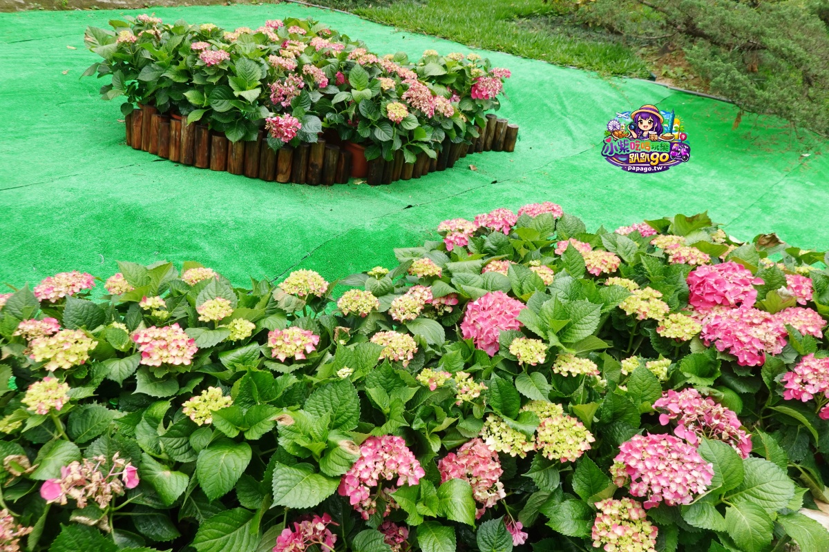 桃園免費賞繡球花景點/花現台七繡球金針農遊趣【枕頭山5號農園】馬告茶葉蛋/繡球花奶酪/手作巴斯克乳酪蛋糕(竹筍季還可預約採筍樂)附設免費停車場