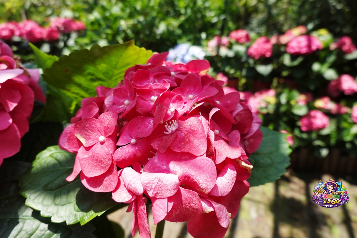 桃園免費賞繡球花景點/花現台七繡球金針農遊趣【枕頭山5號農園】馬告茶葉蛋/繡球花奶酪/手作巴斯克乳酪蛋糕(竹筍季還可預約採筍樂)附設免費停車場