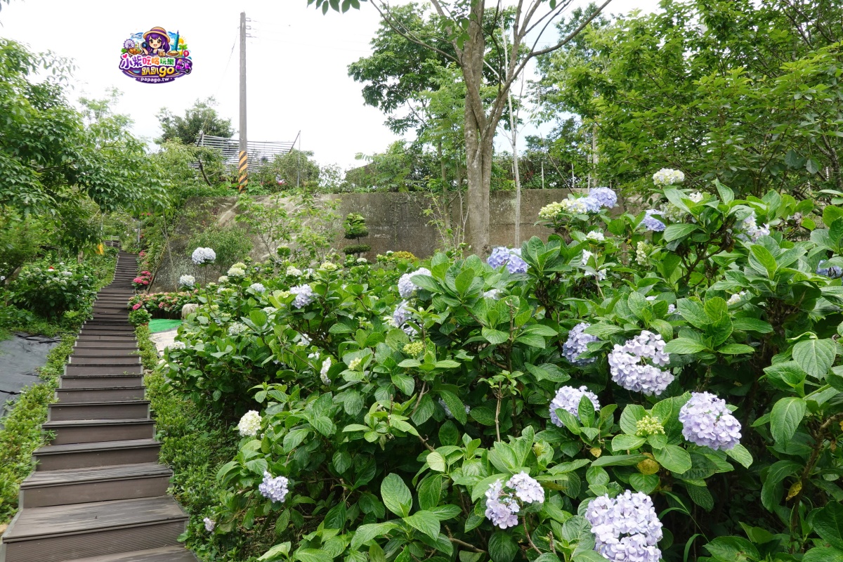 桃園免費賞繡球花景點/花現台七繡球金針農遊趣【枕頭山5號農園】馬告茶葉蛋/繡球花奶酪/手作巴斯克乳酪蛋糕(竹筍季還可預約採筍樂)附設免費停車場