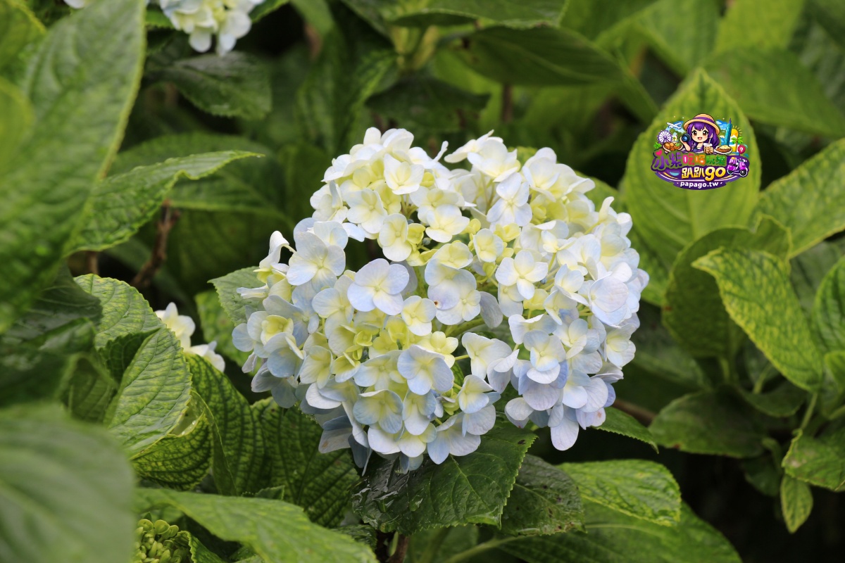 桃園免費賞繡球花景點/花現台七繡球金針農遊趣【枕頭山5號農園】馬告茶葉蛋/繡球花奶酪/手作巴斯克乳酪蛋糕(竹筍季還可預約採筍樂)附設免費停車場