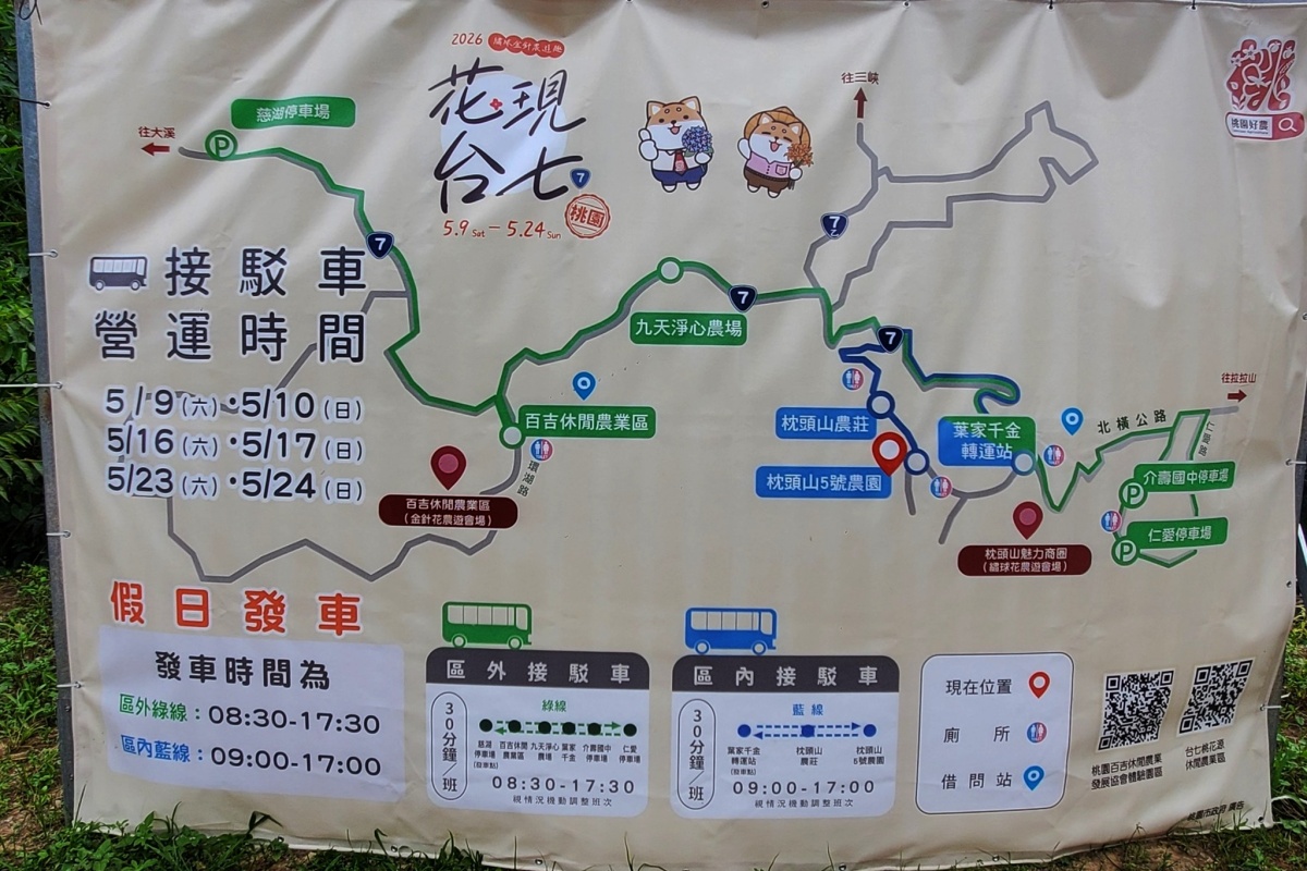 桃園免費賞繡球花景點/花現台七繡球金針農遊趣【枕頭山5號農園】馬告茶葉蛋/繡球花奶酪/手作巴斯克乳酪蛋糕(竹筍季還可預約採筍樂)附設免費停車場