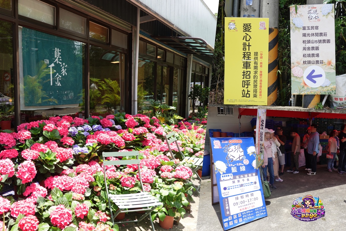 桃園免費賞繡球花景點/花現台七繡球金針農遊趣【枕頭山5號農園】馬告茶葉蛋/繡球花奶酪/手作巴斯克乳酪蛋糕(竹筍季還可預約採筍樂)附設免費停車場