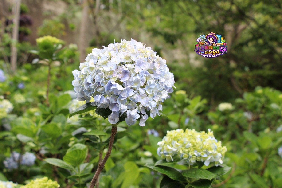 桃園免費賞繡球花景點/花現台七繡球金針農遊趣【枕頭山5號農園】馬告茶葉蛋/繡球花奶酪/手作巴斯克乳酪蛋糕(竹筍季還可預約採筍樂)附設免費停車場