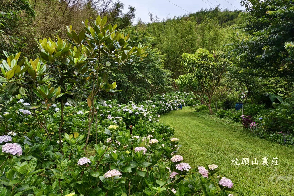 桃園免費賞繡球花景點/花現台七繡球金針農遊趣【枕頭山5號農園】馬告茶葉蛋/繡球花奶酪/手作巴斯克乳酪蛋糕(竹筍季還可預約採筍樂)附設免費停車場