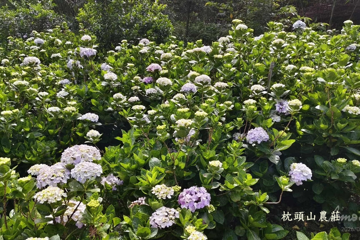 桃園免費賞繡球花景點/花現台七繡球金針農遊趣【枕頭山5號農園】馬告茶葉蛋/繡球花奶酪/手作巴斯克乳酪蛋糕(竹筍季還可預約採筍樂)附設免費停車場